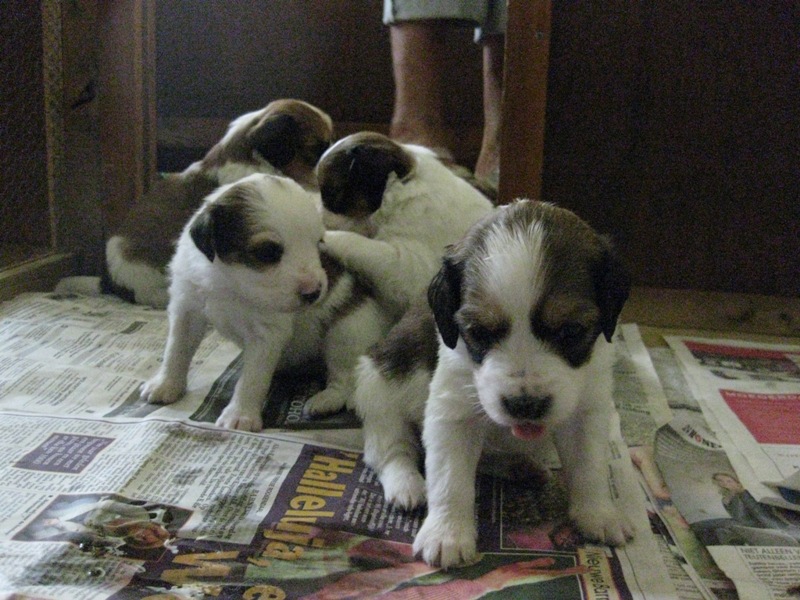 Puppies